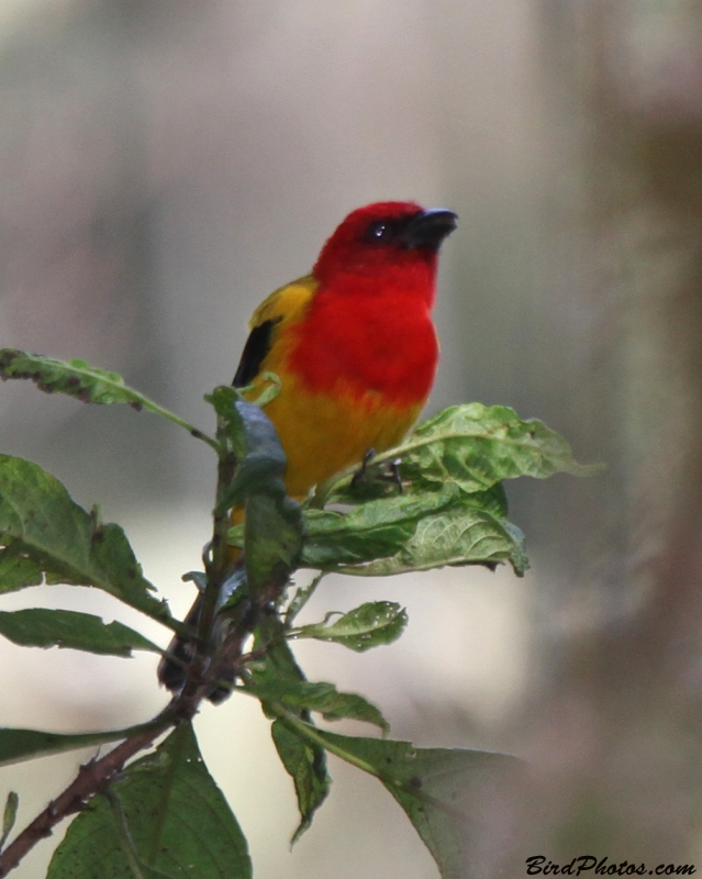 Red-hooded Tanager