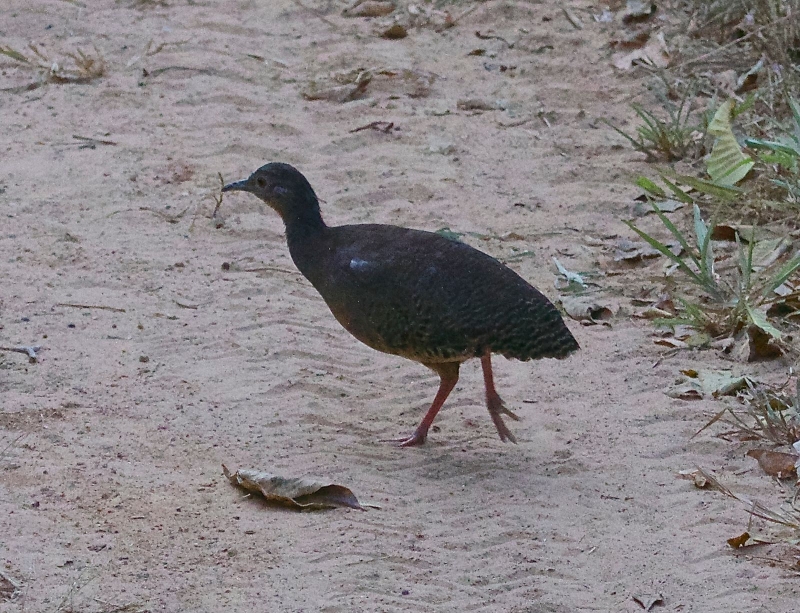 Red-legged Tinamou