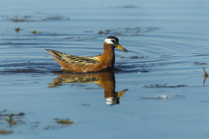 Red Phalarope