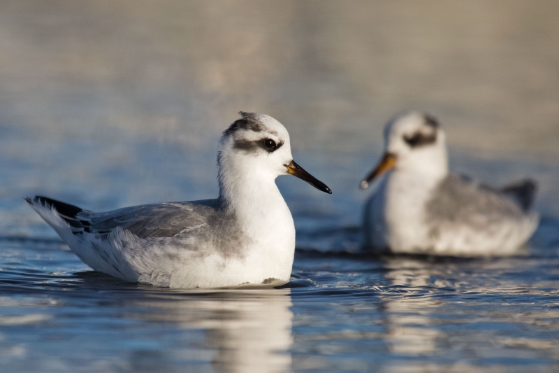 Red Phalarope