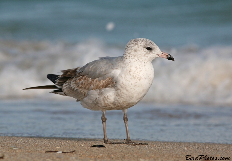 Ring-billed Gull