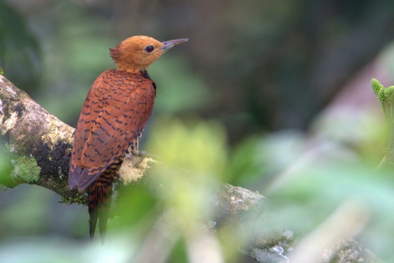 Ringed Woodpecker