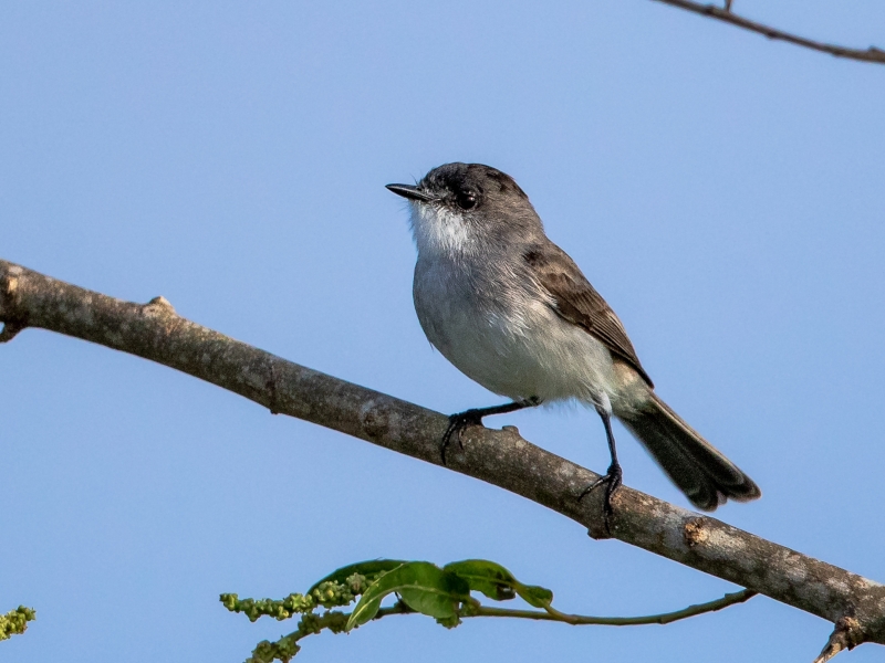 River Tyrannulet