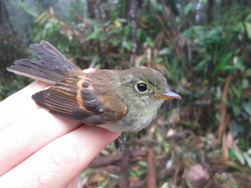 Roraiman Flycatcher