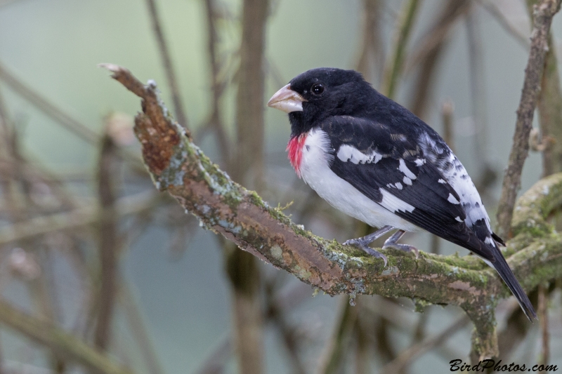 Rose-breasted Grosbeak