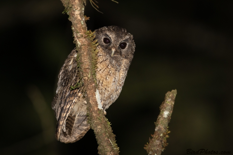 Rufescent Screech Owl