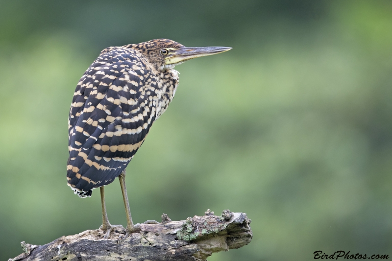 Rufescent Tiger Heron