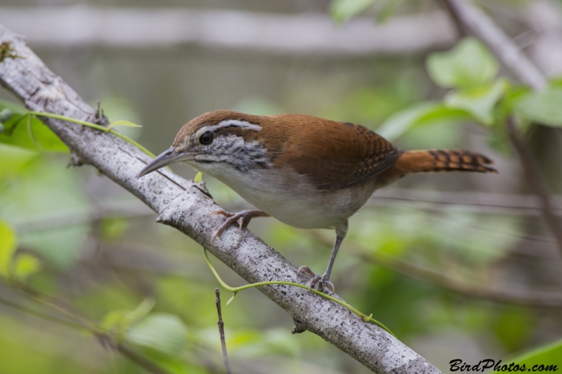 Rufous-and-white Wren