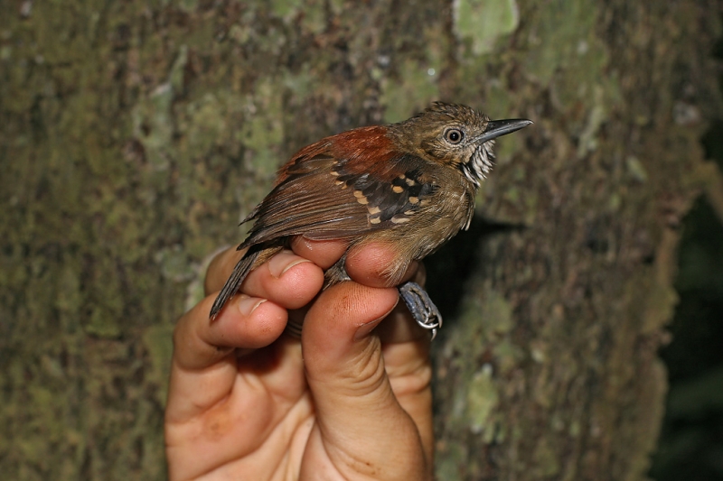 Rufous-backed Stipplethroat