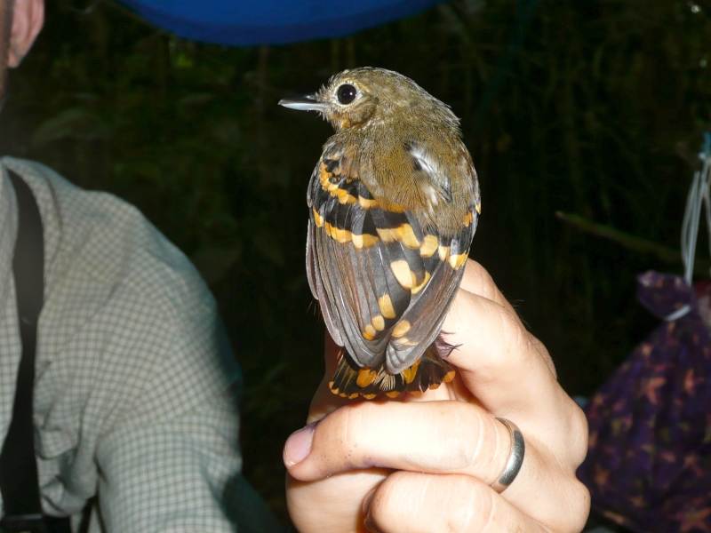 Rufous-bellied Antwren