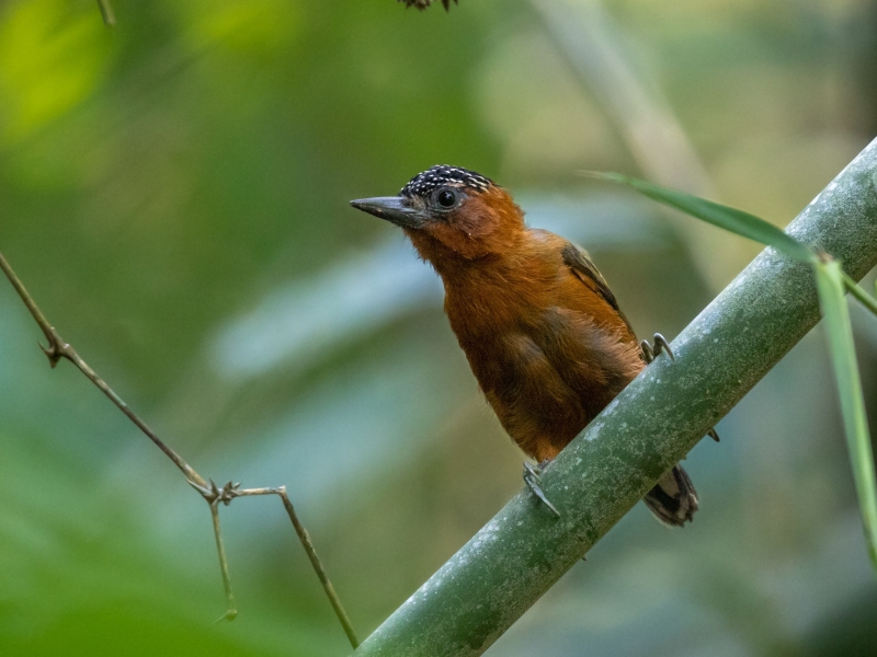 Rufous-breasted Piculet