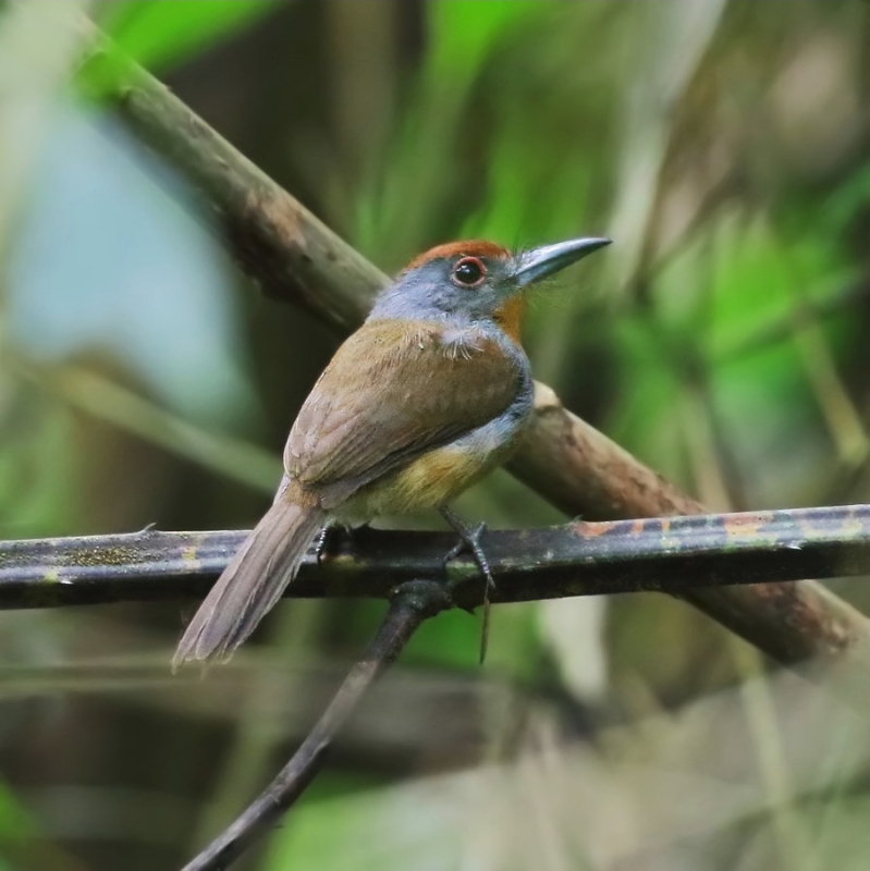 Rufous-capped Nunlet