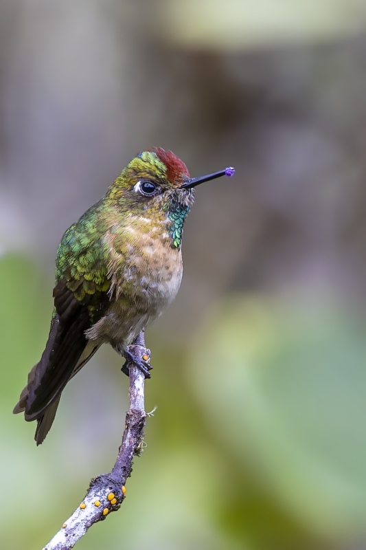 Rufous-capped Thornbill