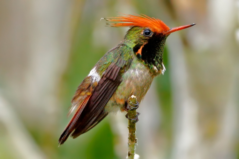 Rufous-crested Coquette