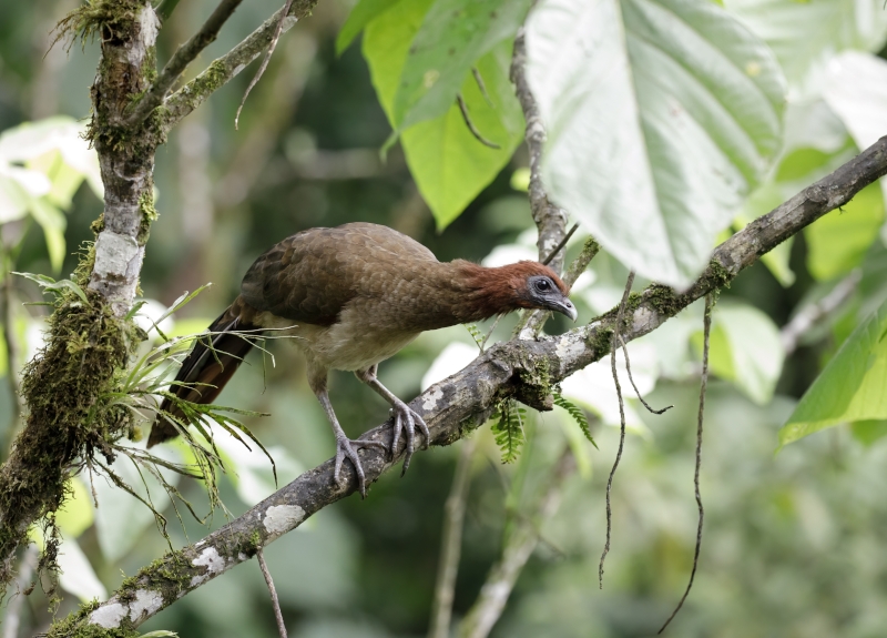 Rufous-headed Chachalaca