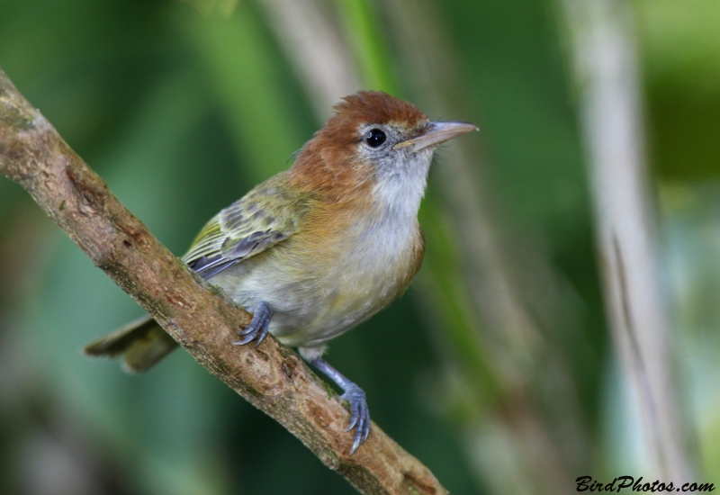 Rufous-naped Greenlet