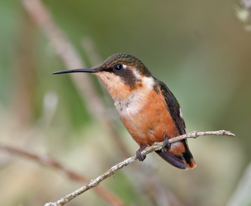 Rufous-shafted Woodstar