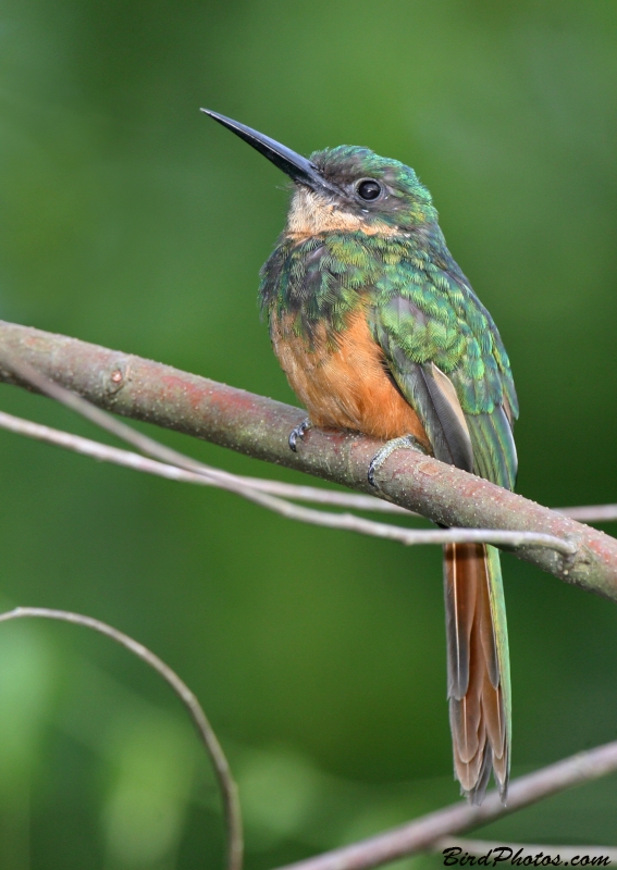 Rufous-tailed Jacamar