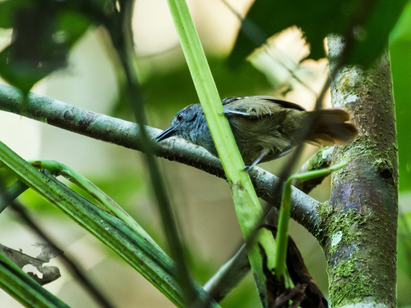 Rufous-tailed Stipplethroat