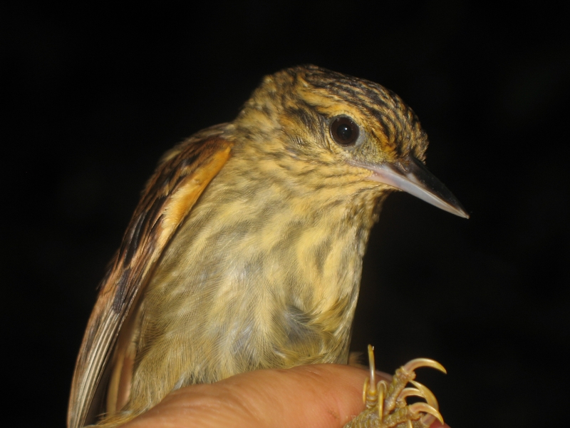 Rufous-tailed Xenops