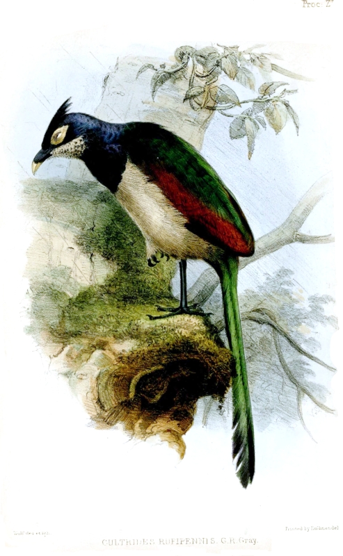 Rufous-winged Ground Cuckoo