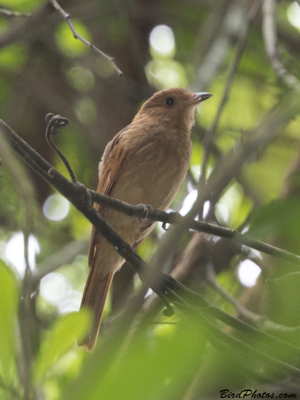 Rufous Piha