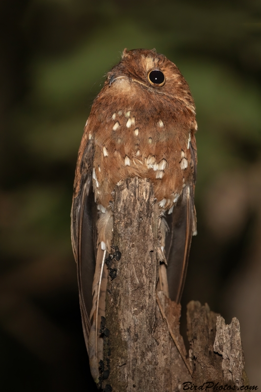 Rufous Potoo