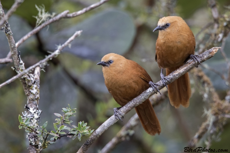 Rufous Wren