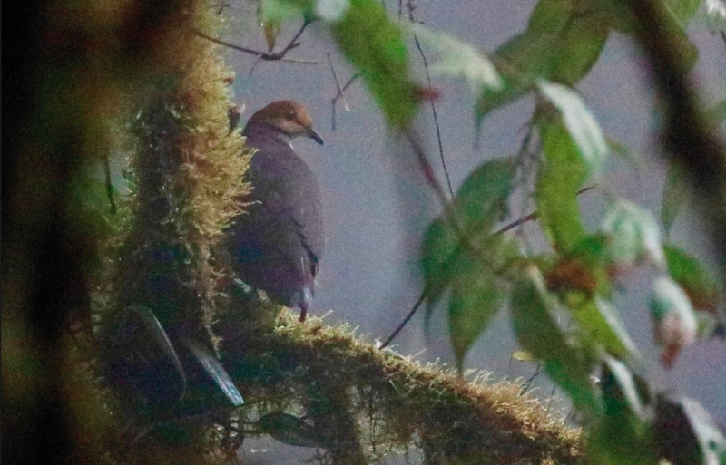 Russet-crowned Quail-Dove