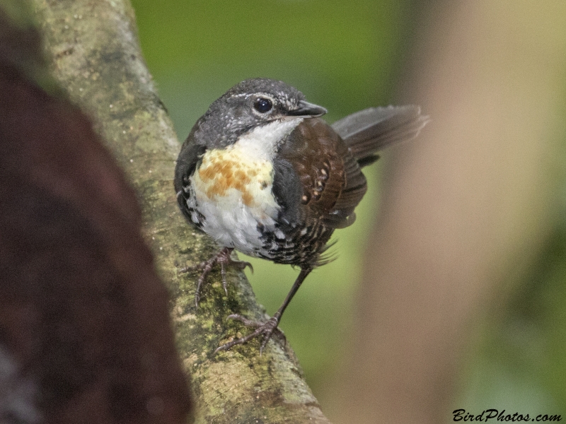 Rusty-belted Tapaculo