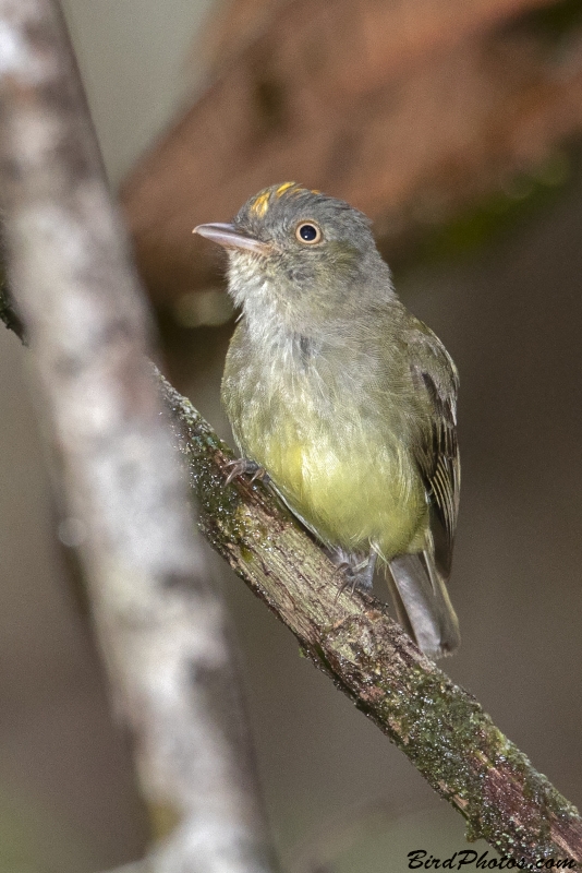 Saffron-crested Tyrant-Manakin