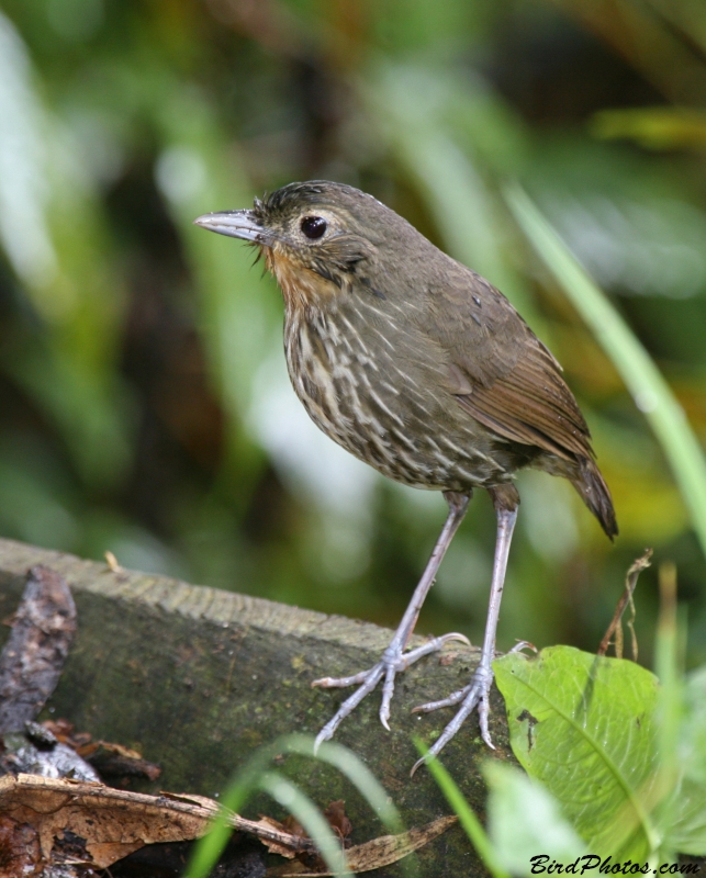 Santa Marta Antpitta