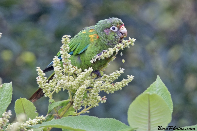 Santa Marta Parakeet