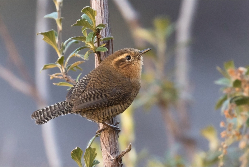 Santa Marta Wren