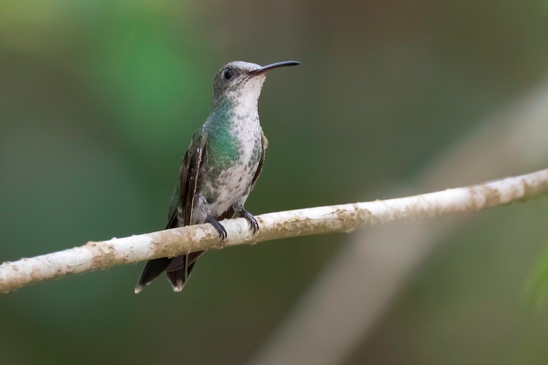 Sapphire-throated Hummingbird