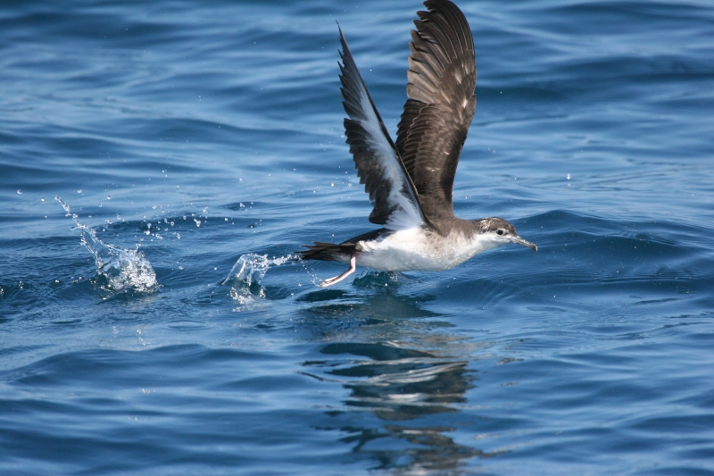 Sargasso Shearwater