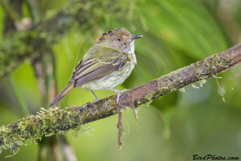 Scale-crested Pygmy Tyrant