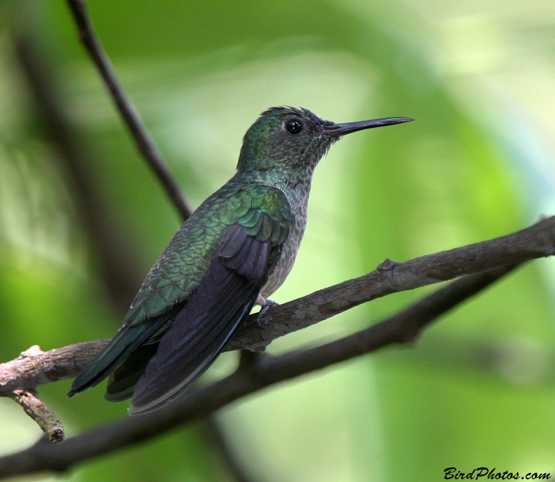 Scaly-breasted Hummingbird