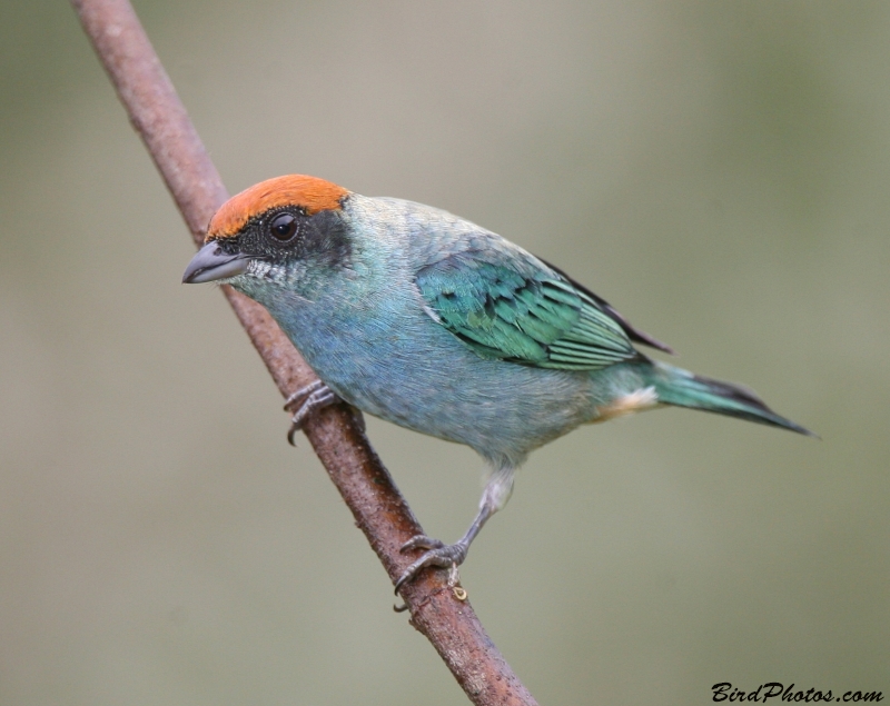 Scrub Tanager