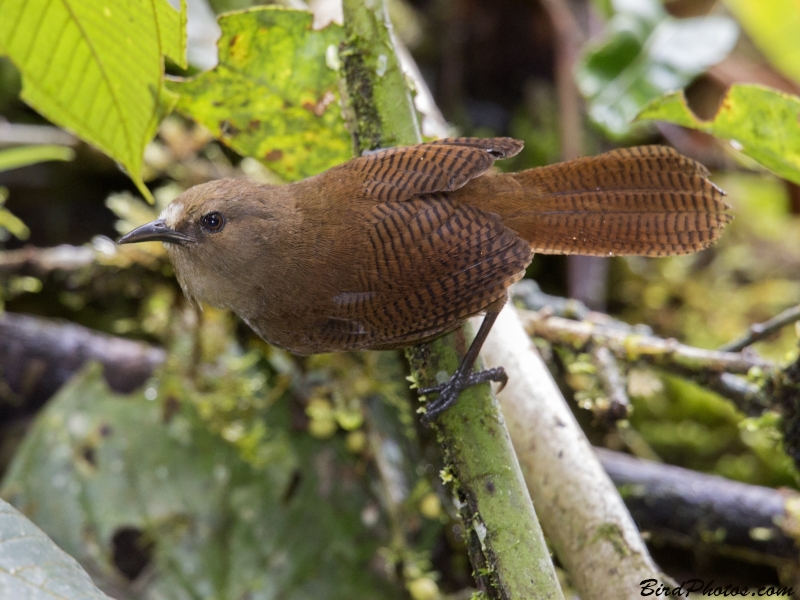 Sepia-brown Wren