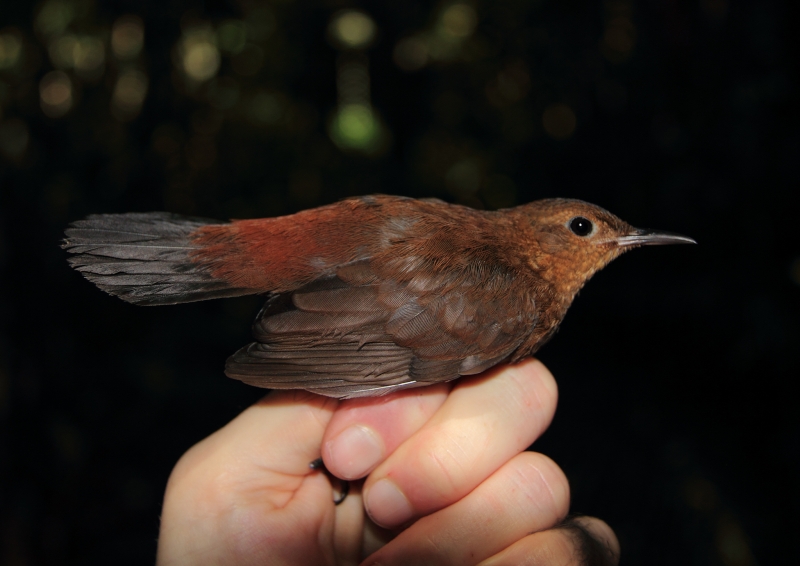 Short-billed Leaftosser