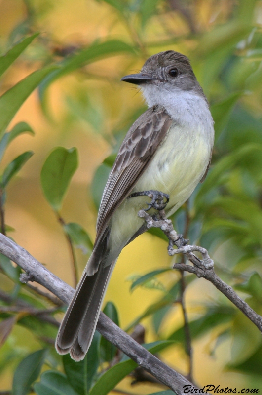 Short-crested Flycatcher