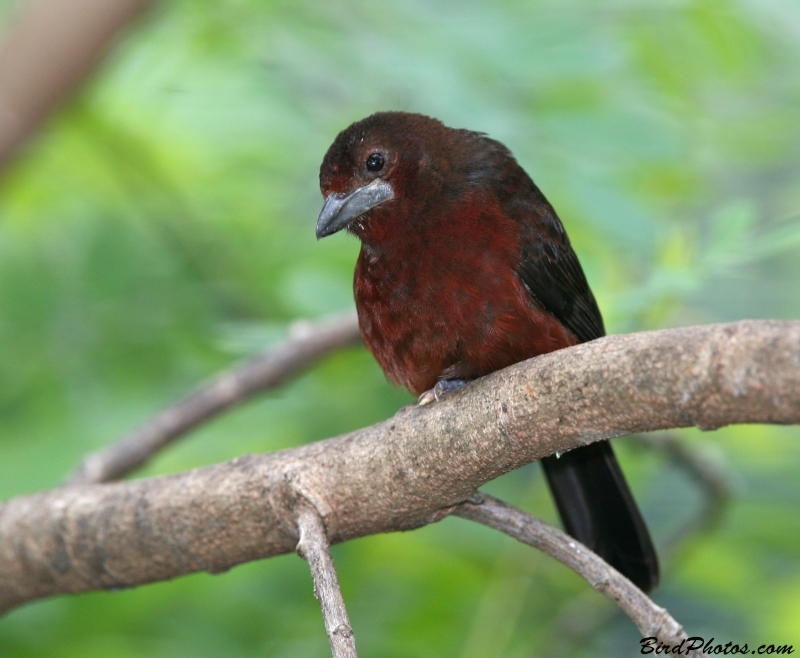 Silver-beaked Tanager