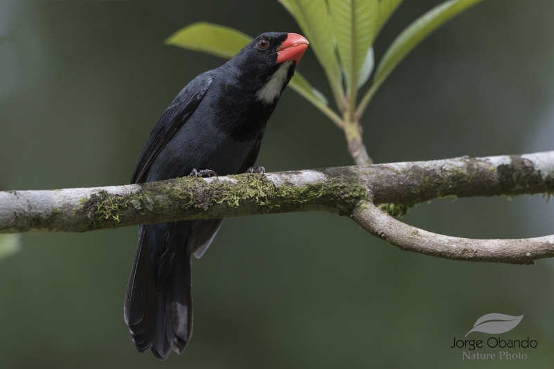 Slate-colored Grosbeak