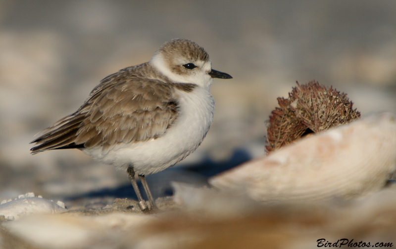 Snowy Plover