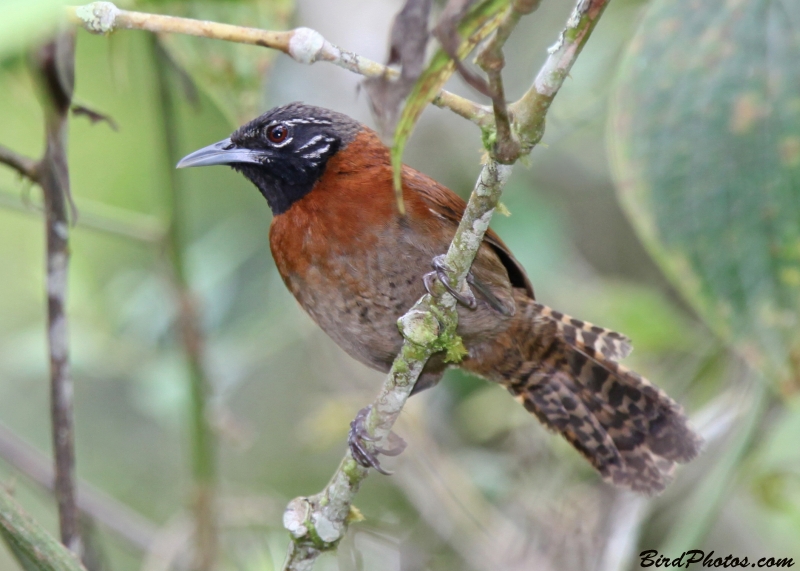 Sooty-headed Wren