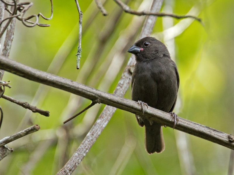 Sooty Grassquit