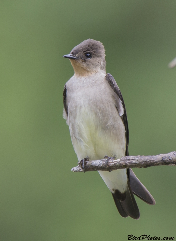 Southern Rough-winged Swallow