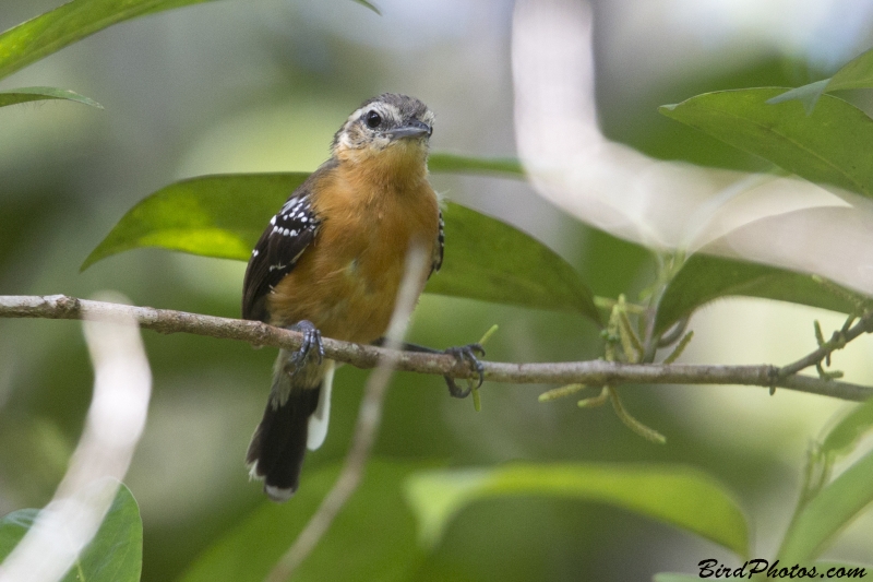 Southern White-fringed Antwren