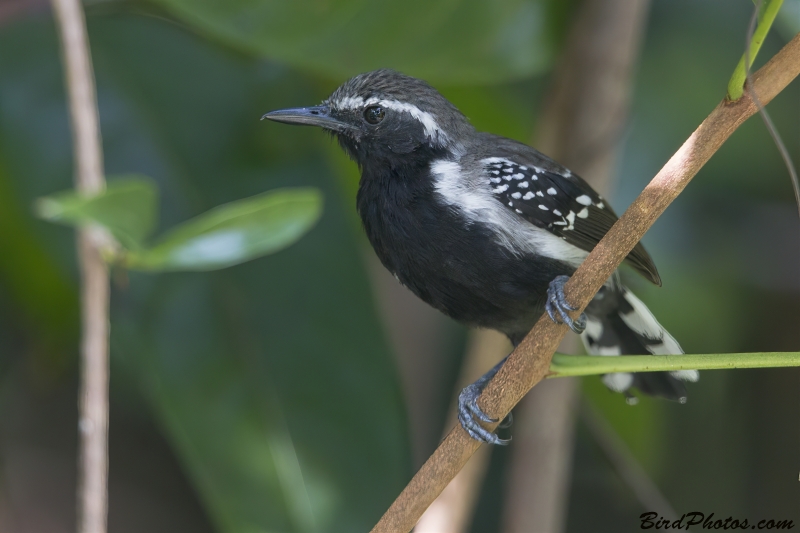 Southern White-fringed Antwren